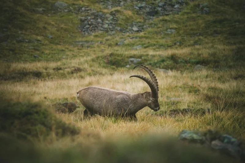Steinbock mit langen gebogenen Hörnern in alpiner Graslandschaft